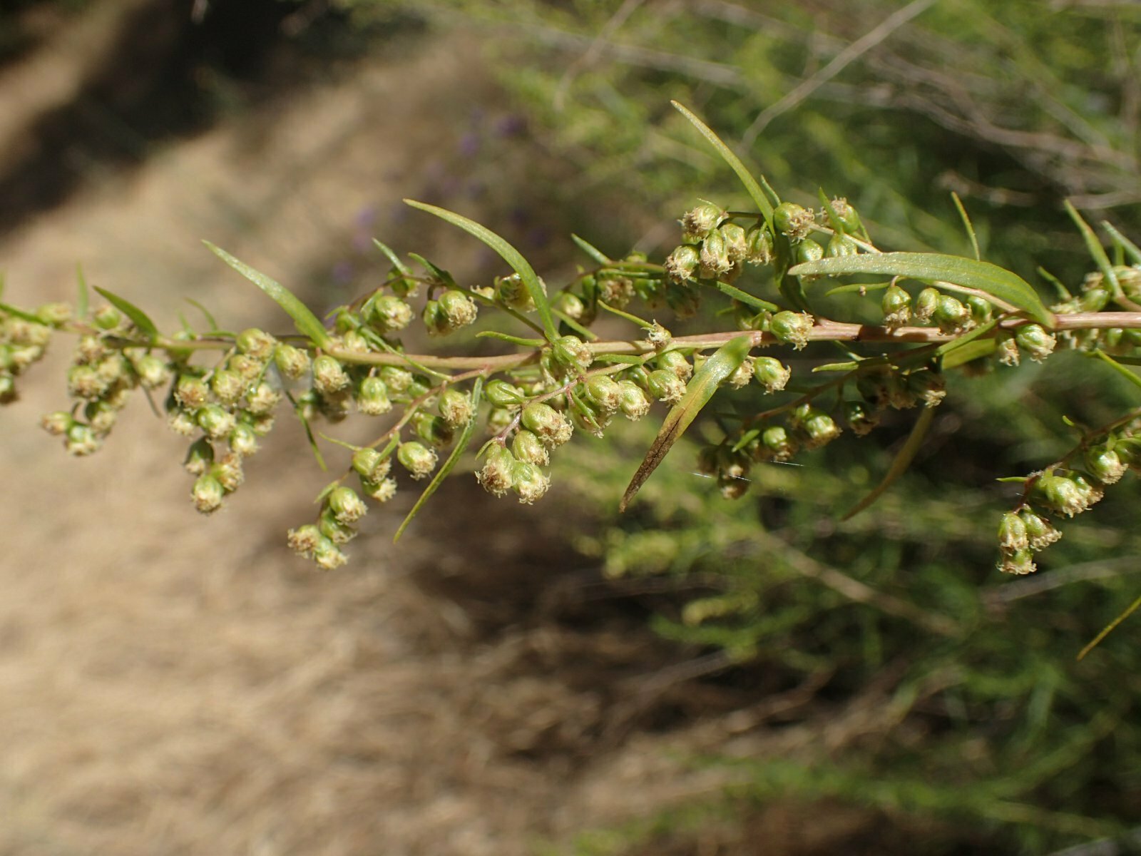 High Resolution Artemisia dracunculus Flower